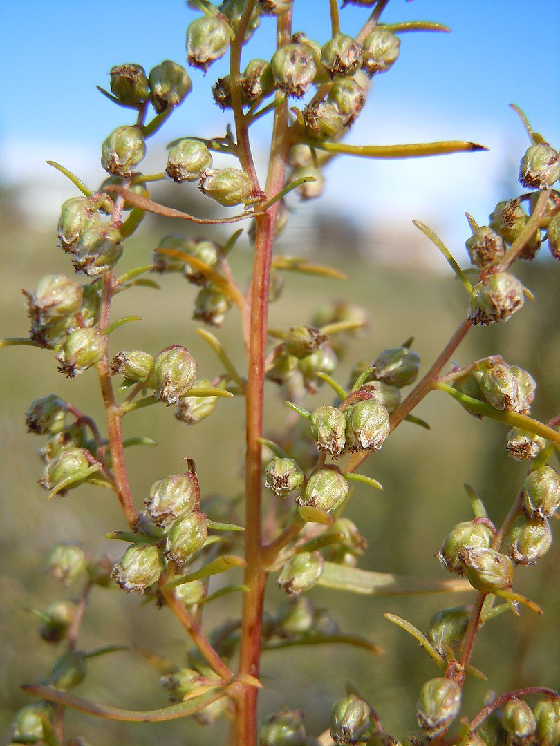 ESTRAGON - KRÓLOWA PRZYPRAW - BYLICA DRAGANEK - ARTEMISIA DRACUNCULUS