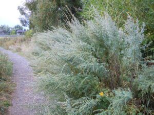 BYLICA PIOŁUN - ABSYNT- ARTEMISIA ABSINTHIUM