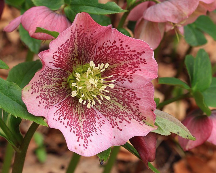CIEMIERNIK WSCHODNI - HELLEBORUS ORIENTALIS - obrazek 4