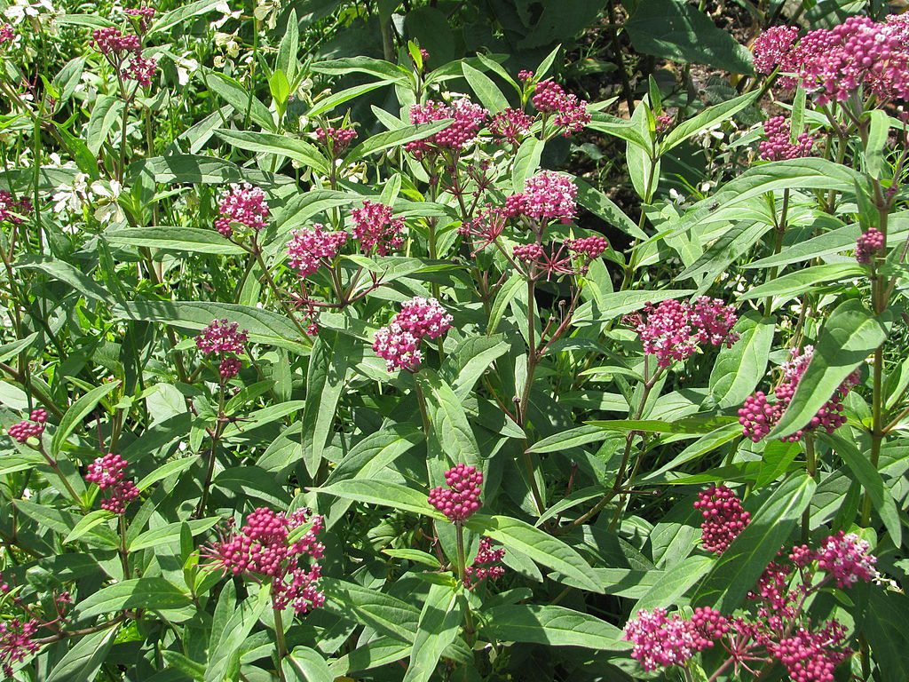 MIODODAJNY ASKLEPIAS KRWISTY- ASCLEPIAS INCARNATA - obrazek 4