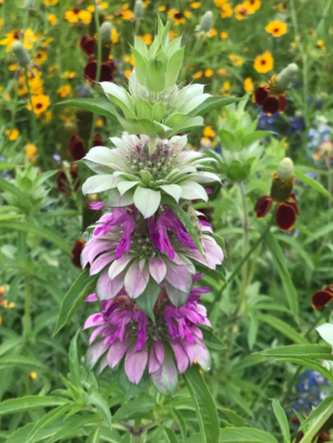 PYSZNOGŁÓWKA CYTRYNOWA - MONARDA CITRIODORA
