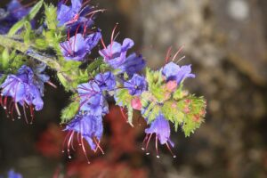 ŻMIJOWIEC ZWYCZAJNY - ECHIUM VULGARE - LIDER WŚRÓD MIODODAJNYCH