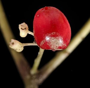 ŻEŃSZEŃ AMERYKAŃSKI  - WZMACNIA ODPORNOŚĆ- PANAX QUINQUEFOLIUS