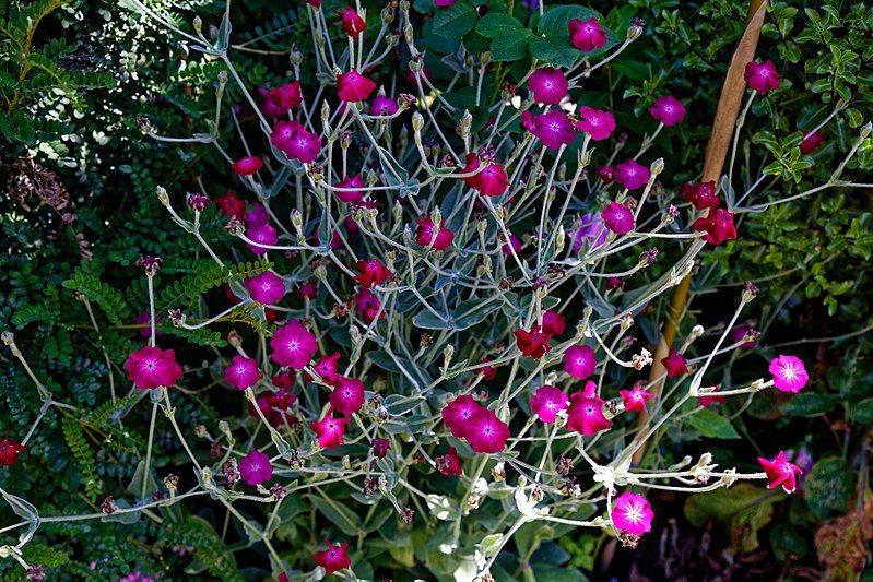 FIRLETKA KWIECISTA KARMINOWA - LYCHNIS CORONARIA - obrazek 3