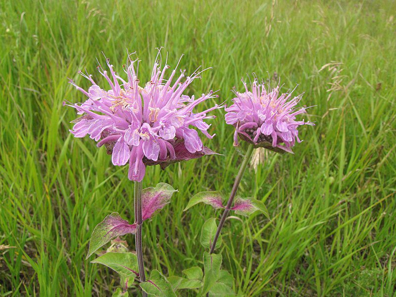 DZIKA BERGAMOTKA - MONARDA FISTULOSA - PYSZNOGŁÓWKA DĘTA