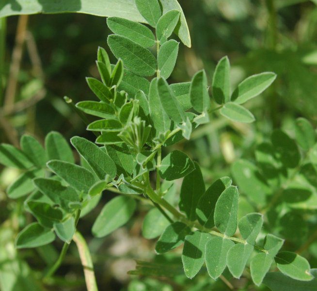 TRAGANEK BŁONIASTY - WZMOCNIJ SWÓJ ORGANIZM - ASTRAGALUS MEMBRANACEUS - obrazek 2