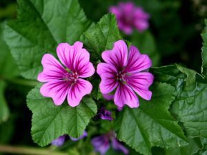 ŚLAZ MAURETAŃSKI - MALVA MAURITIANA