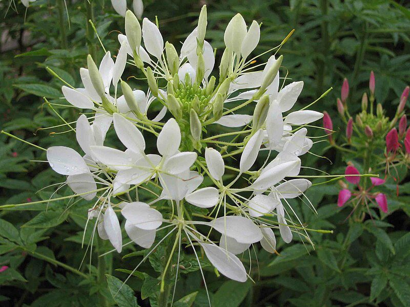 KLEOMA CIERNISTA BIAŁA - SZPILKI KLEOPATRY - CLEOME SPINOSA - obrazek 3