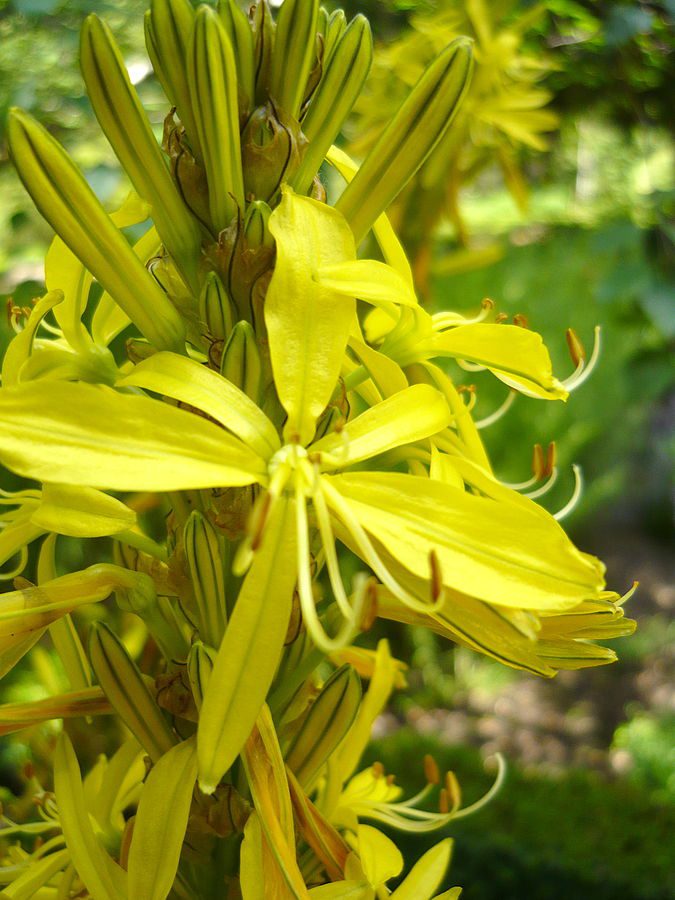 ZŁOTNICA ŻÓŁTA- ASPHODELINE LUTEA
