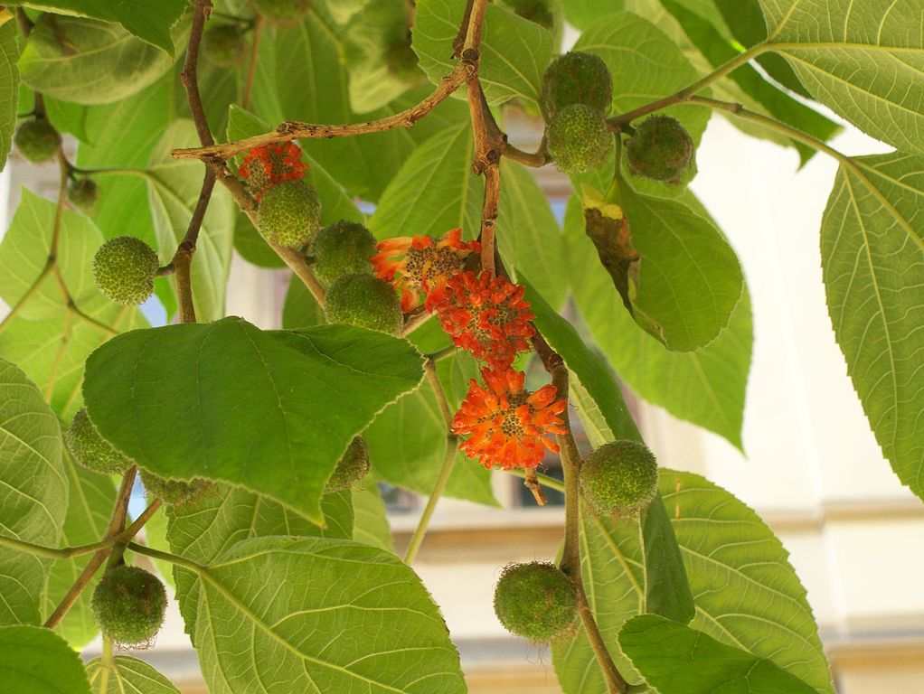 OWOCE NONI - MORWA INDYJSKA - MORINDA CITRIFOLIA - obrazek 2