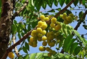 AMLA - INDYJSKI AGREST - SAMO ZDROWIE!!! PHYLLANTHUS EMBLICA