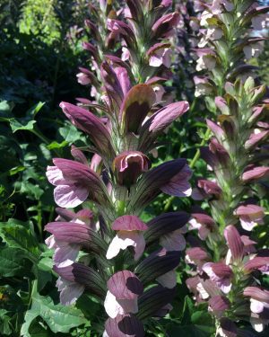 AKANT DŁUGOLISTNY - ACANTHUS HUNGARICUS