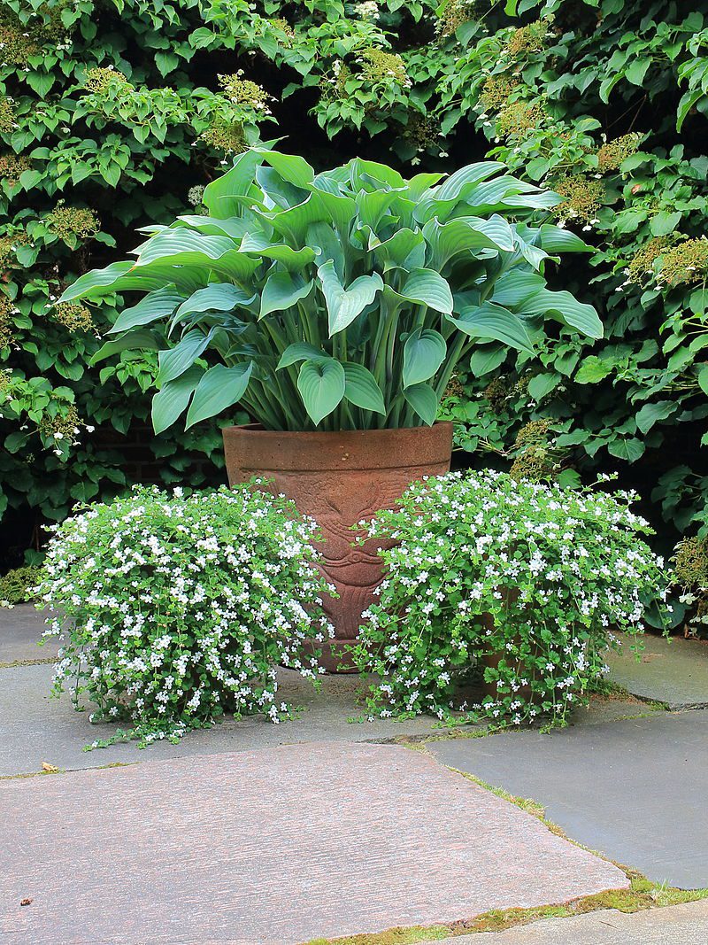 FUNKIE- KLEJNOTY CIENISTYCH RABAT - HOSTA