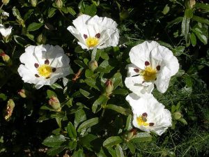 CZYSTEK BIAŁY -CHROŃ ZDROWIE-ZAPOBIEGAJ CHOROBOM!!! - CISTUS ALBIDUS