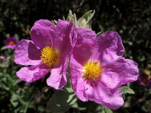 CZYSTEK RÓŻOWY - CISTUS CRISPUS