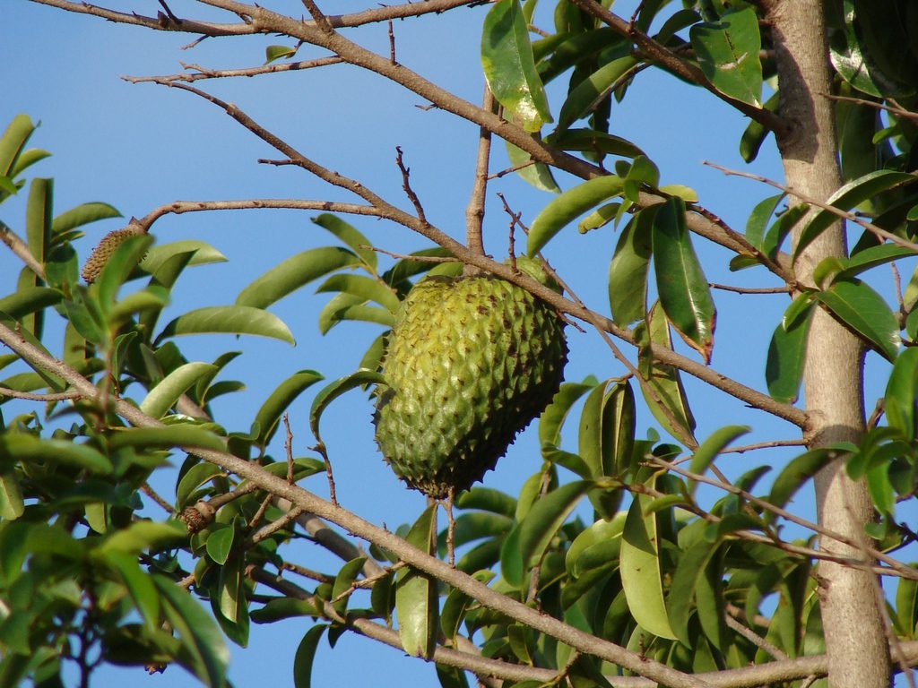 GRAVIOLA - WALKA Z RAKIEM - ANNONA MURICATA