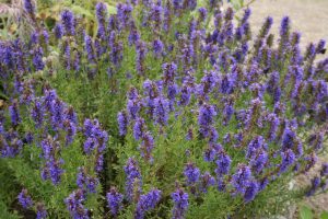 HYZOP LEKARSKI - HYSSOPUS OFFICINALIS