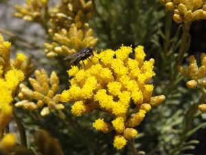 KOCANKA WŁOSKA - CARRY I MAGGI W JEDNYM - HELICHRYSUM ITALICUM