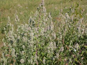 KOCIMIĘTKA CYTRYNOWA - NEPETA CATARIA LEMON