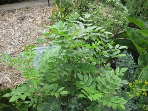 LUKRECJA GŁADKA - GLYCYRRHIZA GLABRA