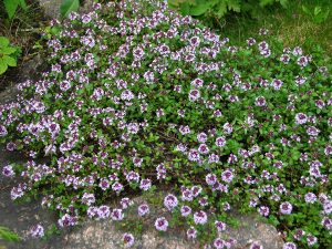 MACIERZANKA ZWYCZAJNA LECZNICZA – THYMUS PULEGOIDES