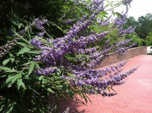 NIEPOKALANEK KORZENNY - PIEPRZ MNISI - VITEX AGNUS CASTUS LATIFOLIA