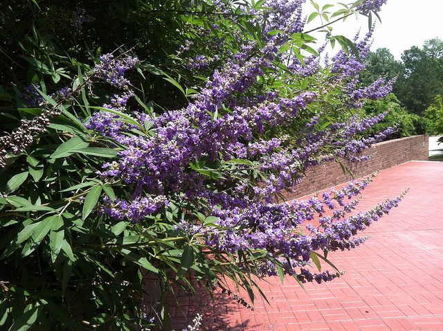 NIEPOKALANEK KORZENNY - PIEPRZ MNISI - VITEX AGNUS CASTUS LATIFOLIA