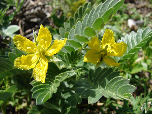 BUZDYGANEK - MĘSKO-DAMSKIE ZIÓŁKO- TRIBULUS TERRESTRIS