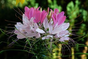 KLEOMA CIERNISTA RÓŻOWA- SZPILKI KLEOPATRY - CLEOME SPINOSA
