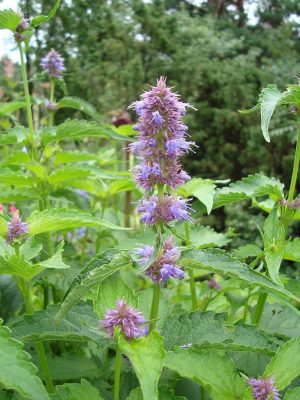 KŁOSOWIEC ANYŻOWY- MIĘTA KOREAŃSKA - AGASTACHE RUGOSA