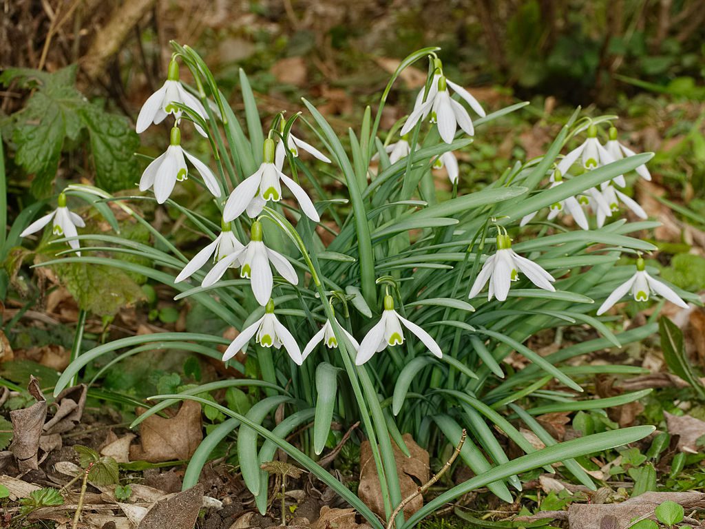 ŚNIEŻYCZKA PRZEBIŚNIEG - GALANTHUS NIVALIS