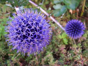 EFEKTOWNY, MIODODAJNY PRZEGORZAN - ECHINOPS RITRO