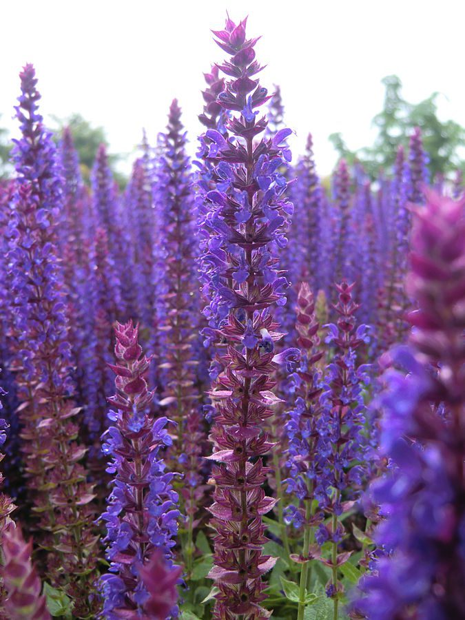 SZAŁWIA OMSZONA - SALVIA NEMOROSA