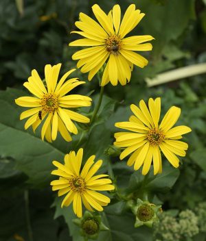 ROŻNIK PRZEROŚNIĘTY- ROŚLINA MIODODAJNA I ENERGETYCZNA - SILPHIUM PERFOLIATUM