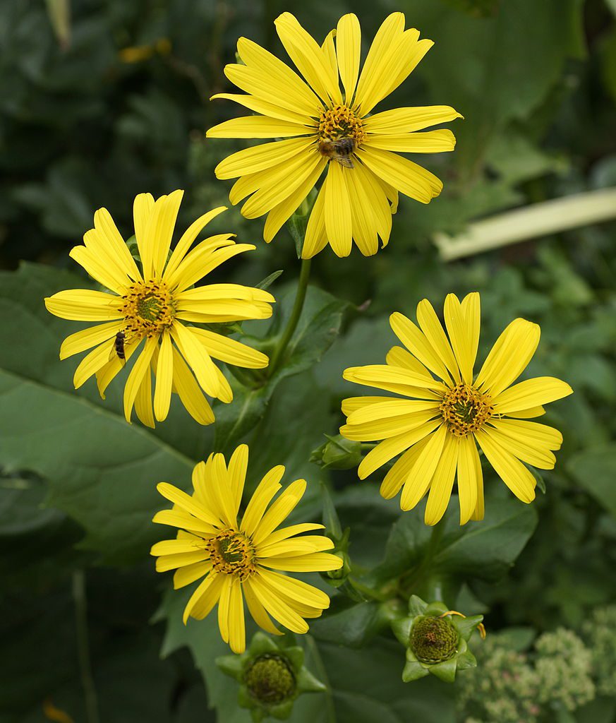 ROŻNIK PRZEROŚNIĘTY- ROŚLINA MIODODAJNA I ENERGETYCZNA - SILPHIUM PERFOLIATUM