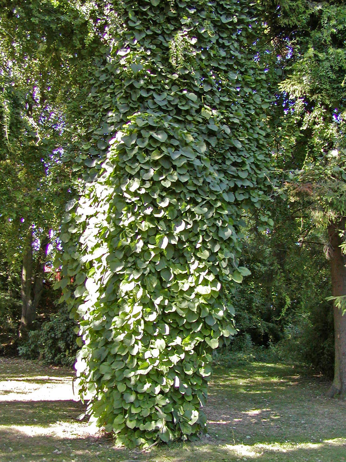 KOKORNAK WIELKOLISTNY - ARISTOLOCHIA DURIOR 200 nasion