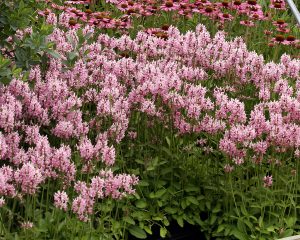 CZYŚCIEC LEKARSKI - BUKWICA - STACHYS OFFICINALIS