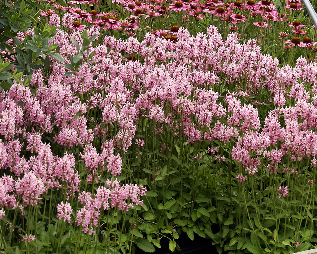 CZYŚCIEC LEKARSKI - BUKWICA - STACHYS OFFICINALIS