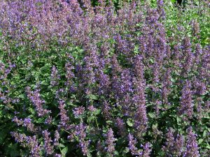 KOCIMIĘTKA MUSSINII- NEPETA - CENNA ROŚLINA MIODODAJNA