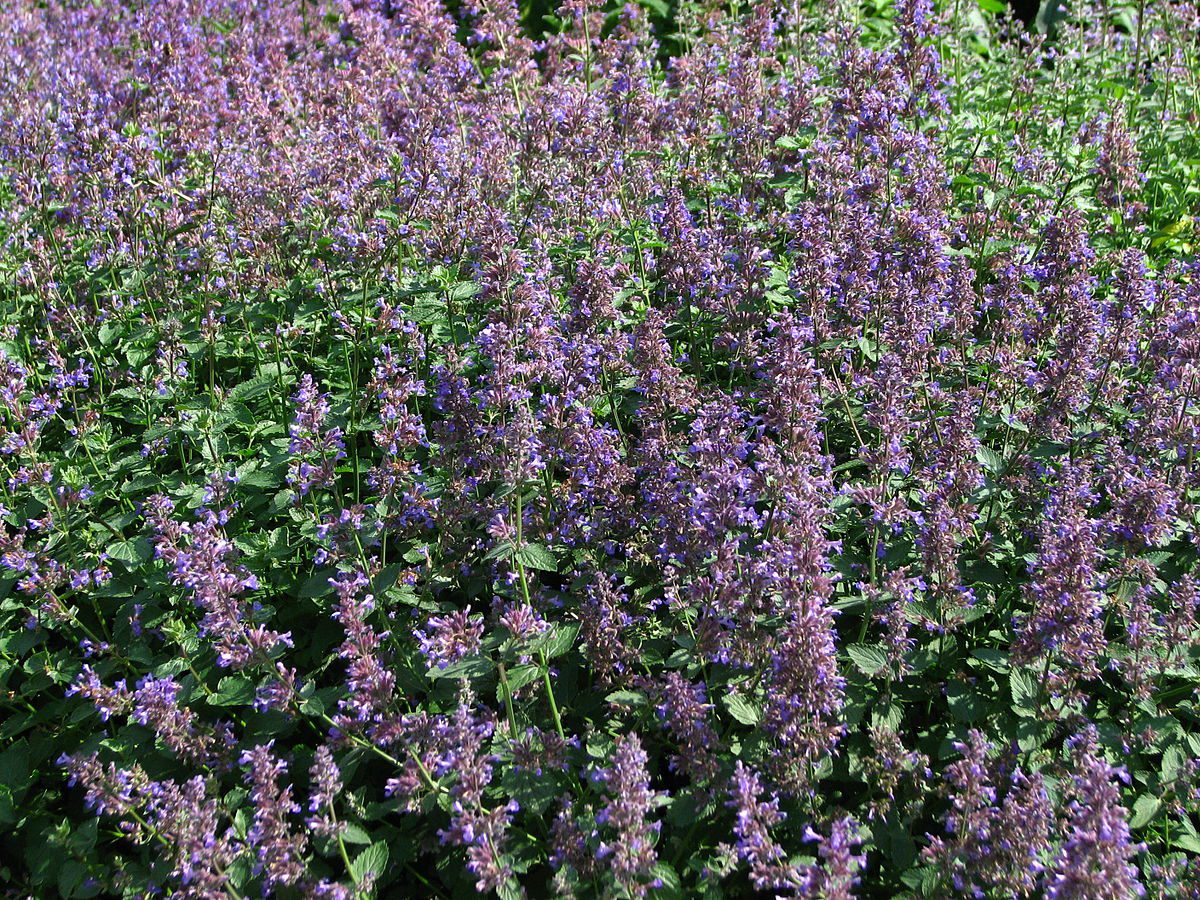 KOCIMIĘTKA MUSSINII- NEPETA - CENNA ROŚLINA MIODODAJNA