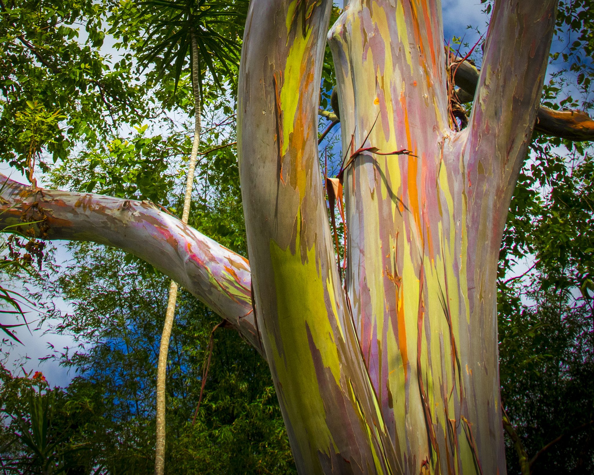 EUKALIPTUS TĘCZOWY - EUCALYPTUS DEGLUPTA