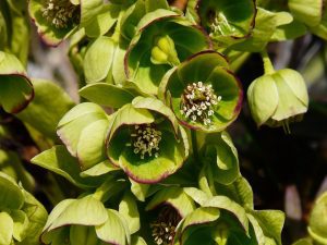 CIEMIERNIK PALMOWY - HELLEBORUS FOETIDUS