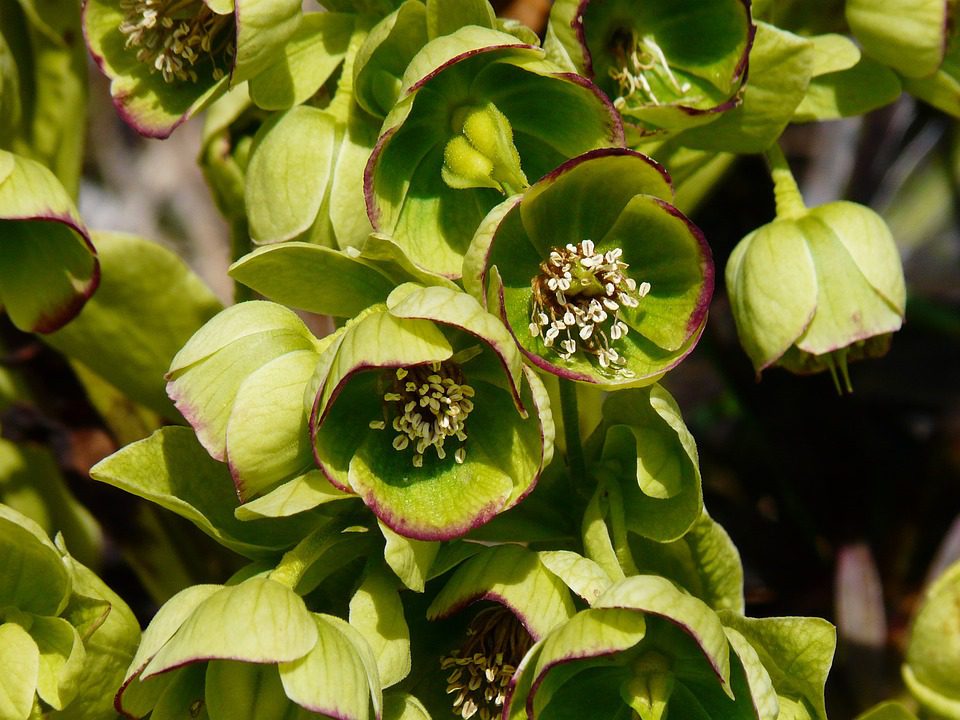 CIEMIERNIK PALMOWY - HELLEBORUS FOETIDUS
