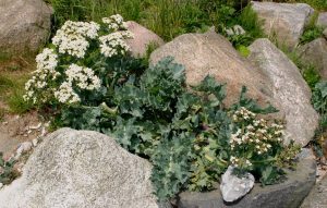 MODRAK - KAPUSTA MORSKA - CRAMBE MARITIMA