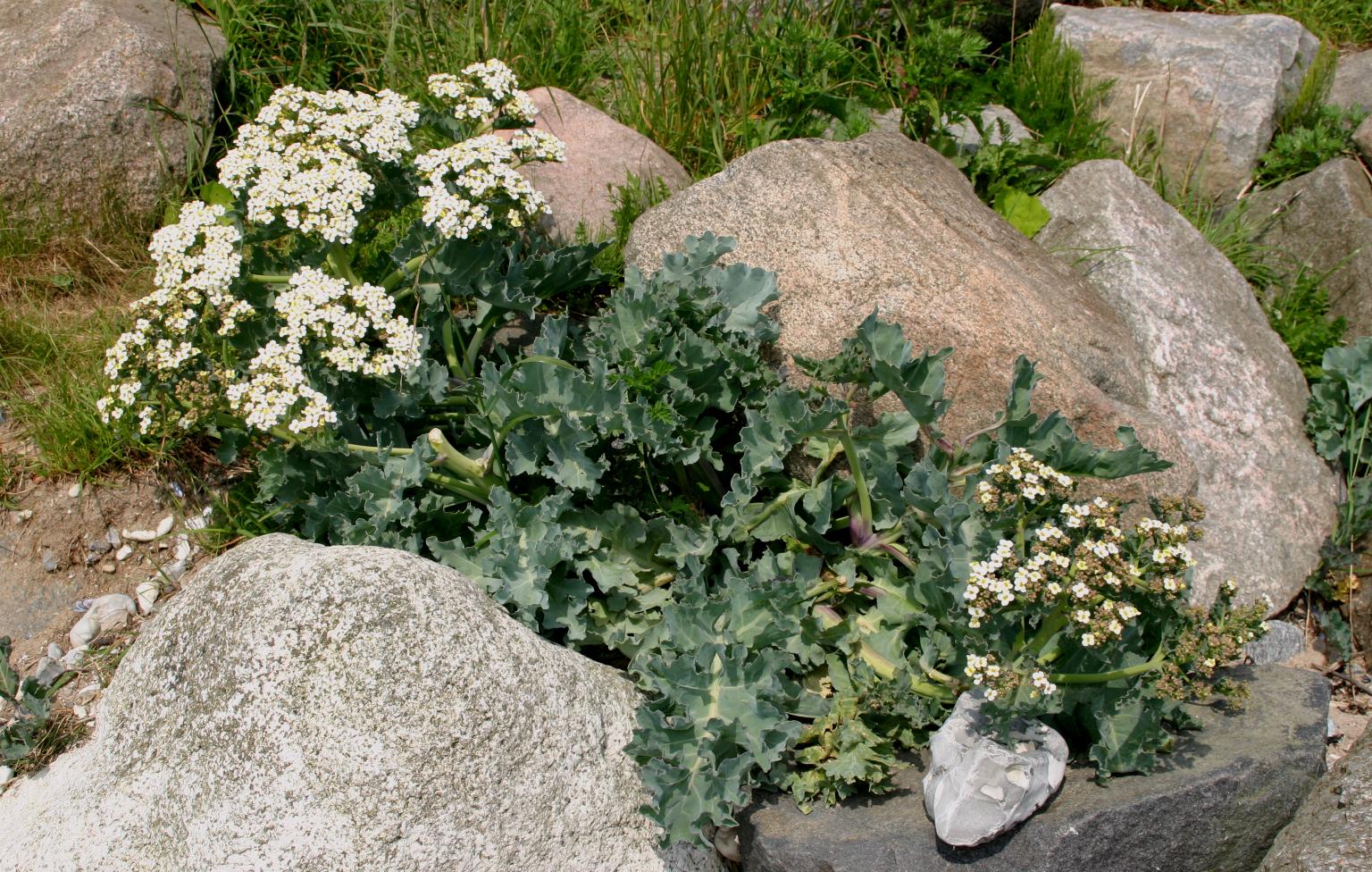 MODRAK - KAPUSTA MORSKA - CRAMBE MARITIMA