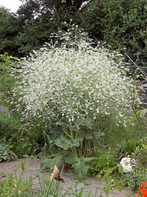 MODRAK SERCOLISTNY - CRAMBE CORDIFOLIA