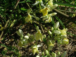 DRZEWO CHRZANOWE - DRZEWO CUDÓW- MORINGA OLEIFERA