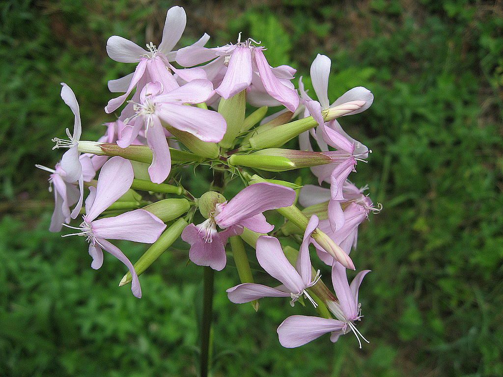 MYDLNICA LEKARSKA - SAPONARIA OFFICINALIS- NA PIĘKNE WŁOSY !