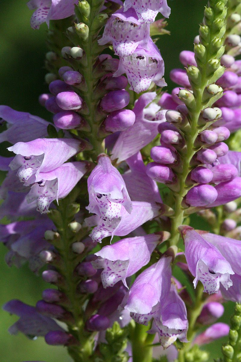 ODĘTKA RÓŻOWA BOUQUET ROSE - PHYSOSTEGIA VIRGINIANA