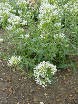 OSTROGOWIEC BIAŁY-RZADKOŚĆ- CENTRANTHUS ALBA